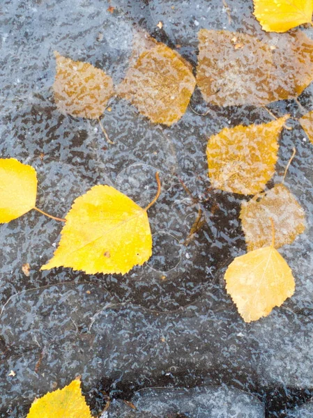 秋天的落叶冰水坑 在大街上拍照 — 图库照片