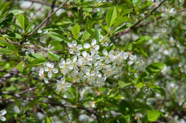 kiraz çiçekleri. Meyve ağacı yenilebilir sulu koyu kırmızı çilek ile