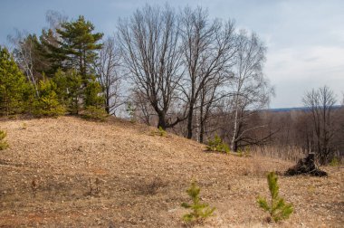 Bahar manzara. Çam ormanı içinde erken bahar, 