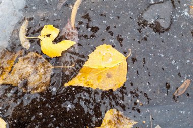 Sonbahar yaprakları buz su birikintisi. Sokakta fotoğrafı