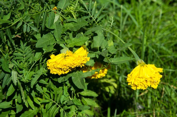 Marigolds Flowers Uma Planta Família Margarida Tipicamente Com Flores Amarelas — Fotografia de Stock