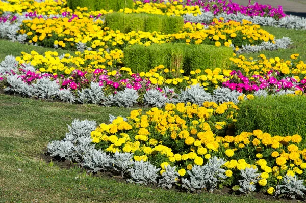 万寿菊花 雏菊科的一种植物 通常有黄色 橙色或铜棕色的花 作为观赏植物广泛栽培 — 图库照片