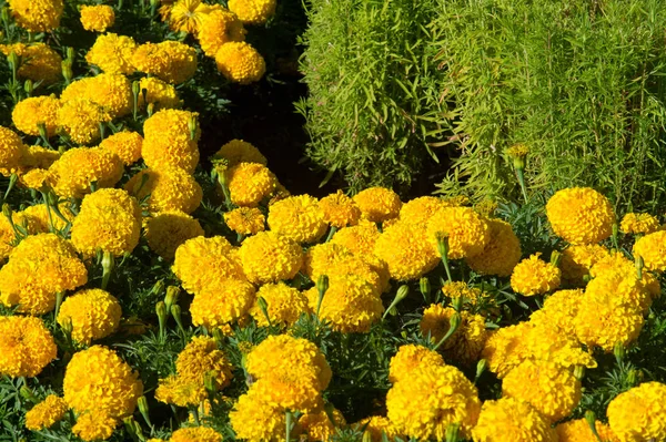 Fiori Calendula Una Pianta Della Famiglia Delle Margherite Tipicamente Con — Foto Stock