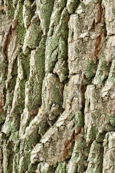 Textur Hintergrund Nahtloses Muster Das Ist Nützlich Für Designer Baumrinde — Stockfoto