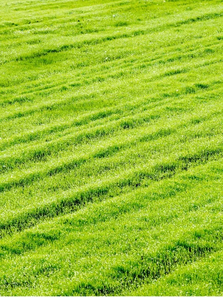 Textura Klíčení Zrna Fotografování Venku — Stock fotografie