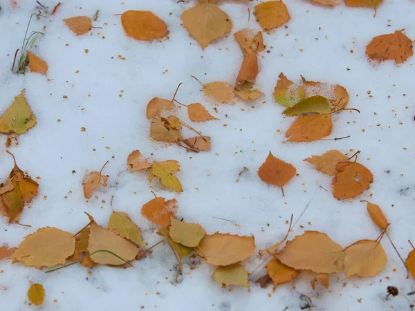 Φθινοπωρινά Φύλλα Στο Χιόνι — Φωτογραφία Αρχείου