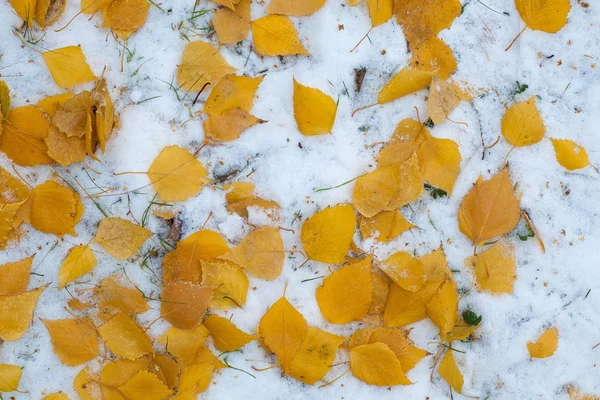 Leaves Autumn Snow Texture First Fall Snow Yellow Birch Leaves — Stock Photo, Image