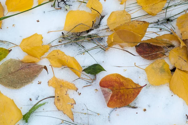 Lämnar Hösten Snö Textur Först Faller Snö Gula Björklöv Snön — Stockfoto