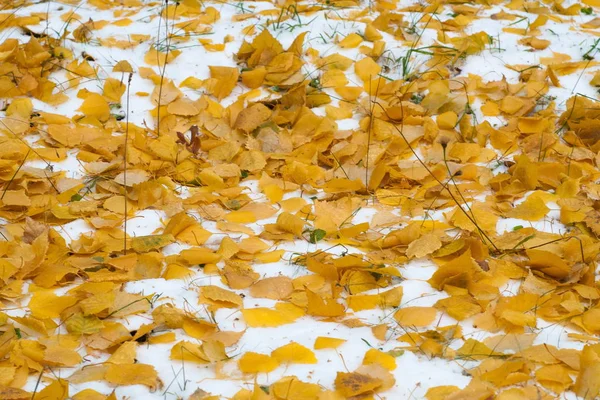 Laisse Neige Automne Texture Première Chute Neige Feuilles Bouleau Jaune — Photo