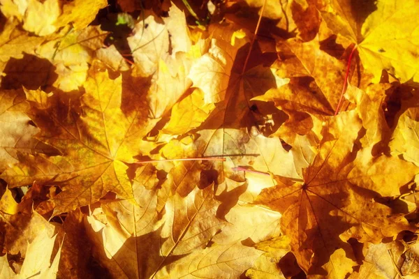 Texture Autumn Maple Leaves Photographed Autumn Park — Stock Photo, Image