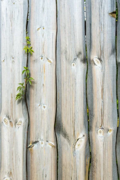 木结构的纹理 — 图库照片