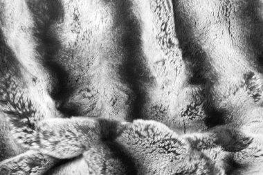 tavşan doku, arka plan kürk. bir tavşan çukuru, sokulgan, bitki yiyen memeli uzun kulakları, uzun arka ayakları ve kısa kuyruğu.