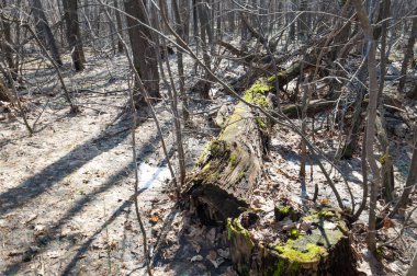 Orman bahar, ağaçlar çıplak, kar indi. Doğa onun kış uykusundan uyanır.