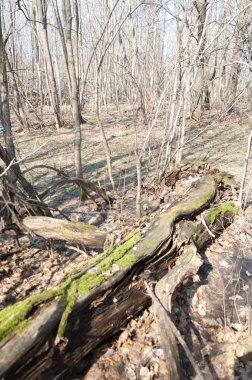 Orman bahar, ağaçlar çıplak, kar indi. Doğa onun kış uykusundan uyanır.