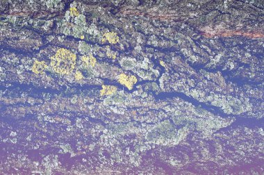 Doku, arka plan, desen. Ağaç kabuğu. Dışarıda, kereste, Mayo, parçası kaynaklanıyor ve odunsu bitkilerin kökleri.