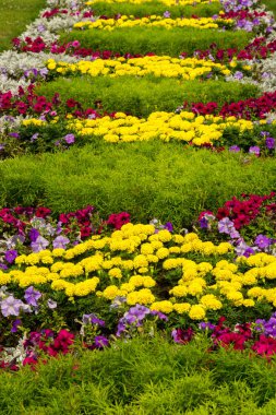 Marigolds çiçekler. bir bitki genellikle ile sarı, turuncu veya bakır-kahverengi çiçekleri, papatya ailesinin bu bir süs yaygın olarak yetiştiriliyor.
