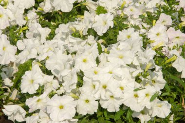 Petunya çiçek. itüzümü aile huni şekilli parlak renkli çiçekli bir bitki. Tropikal Amerika yerli