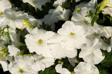 Petunya çiçek. itüzümü aile huni şekilli parlak renkli çiçekli bir bitki. Tropikal Amerika yerli