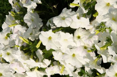 Petunya çiçek. itüzümü aile huni şekilli parlak renkli çiçekli bir bitki. Tropikal Amerika yerli