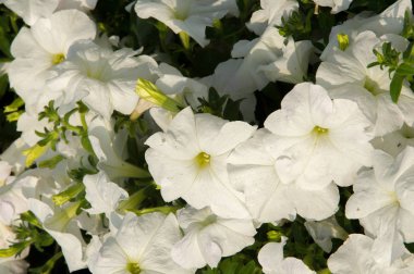 Petunya çiçek. itüzümü aile huni şekilli parlak renkli çiçekli bir bitki. Tropikal Amerika yerli