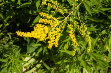 Pulmonaria veya pembe ve mavi çiçekler makro bokeh arka plan, seçici odak, sığ Dof'ile Lungwort. Ciğer otu. 