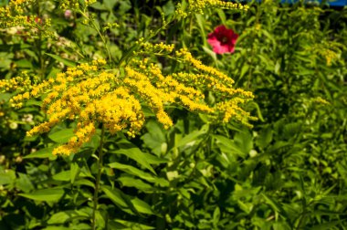 Pulmonaria veya pembe ve mavi çiçekler makro bokeh arka plan, seçici odak, sığ Dof'ile Lungwort. Ciğer otu. 