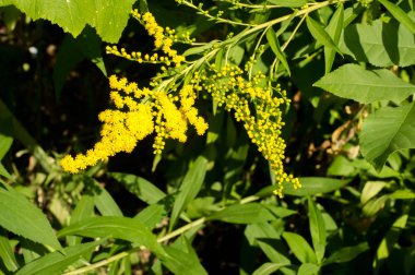 Pulmonaria veya pembe ve mavi çiçekler makro bokeh arka plan, seçici odak, sığ Dof'ile Lungwort. Ciğer otu. 