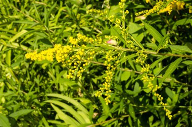 Pulmonaria veya pembe ve mavi çiçekler makro bokeh arka plan, seçici odak, sığ Dof'ile Lungwort. Ciğer otu. 