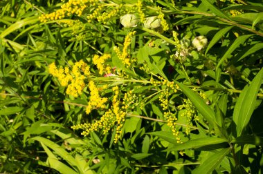 Pulmonaria veya pembe ve mavi çiçekler makro bokeh arka plan, seçici odak, sığ Dof'ile Lungwort. Ciğer otu. 