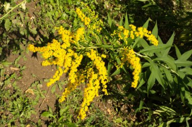 Pulmonaria veya pembe ve mavi çiçekler makro bokeh arka plan, seçici odak, sığ Dof'ile Lungwort. Ciğer otu. 