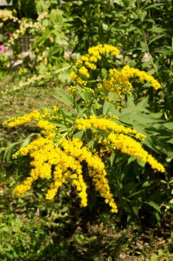 Pulmonaria veya pembe ve mavi çiçekler makro bokeh arka plan, seçici odak, sığ Dof'ile Lungwort. Ciğer otu. 