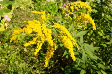 Pulmonaria veya pembe ve mavi çiçekler makro bokeh arka plan, seçici odak, sığ Dof'ile Lungwort. Ciğer otu. 