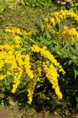 Pulmonaria veya pembe ve mavi çiçekler makro bokeh arka plan, seçici odak, sığ Dof'ile Lungwort. Ciğer otu. 