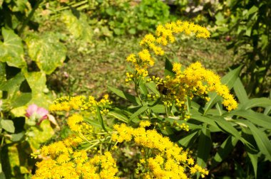 Pulmonaria veya pembe ve mavi çiçekler makro bokeh arka plan, seçici odak, sığ Dof'ile Lungwort. Ciğer otu. 