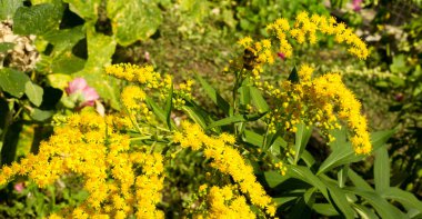 Pulmonaria veya pembe ve mavi çiçekler makro bokeh arka plan, seçici odak, sığ Dof'ile Lungwort. Ciğer otu. 