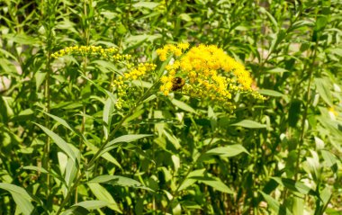 Pulmonaria veya pembe ve mavi çiçekler makro bokeh arka plan, seçici odak, sığ Dof'ile Lungwort. Ciğer otu. 
