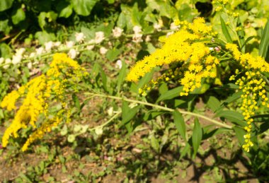 Pulmonaria veya pembe ve mavi çiçekler makro bokeh arka plan, seçici odak, sığ Dof'ile Lungwort. Ciğer otu. 
