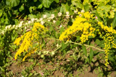 Pulmonaria veya pembe ve mavi çiçekler makro bokeh arka plan, seçici odak, sığ Dof'ile Lungwort. Ciğer otu. 