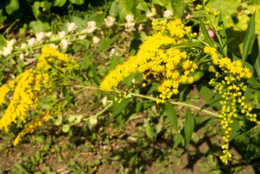 Pulmonaria veya pembe ve mavi çiçekler makro bokeh arka plan, seçici odak, sığ Dof'ile Lungwort. Ciğer otu. 