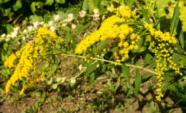 Pulmonaria veya pembe ve mavi çiçekler makro bokeh arka plan, seçici odak, sığ Dof'ile Lungwort. Ciğer otu. 