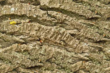 Doku, arka plan, seamless modeli. Bu tasarımcıları için yararlı olur. Ağaç kabuğu. Dışarıda, kereste, Mayo, parçası kaynaklanıyor ve odunsu bitkilerin kökleri