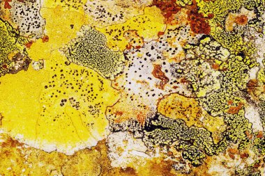 Liken taş dokusuna. Kaba granit taş arka plan doku Rock. Eski bir taş duvar.