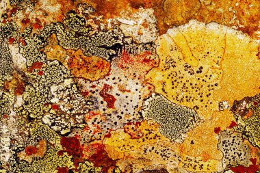 Liken taş dokusuna. Kaba granit taş arka plan doku Rock. Eski bir taş duvar. 