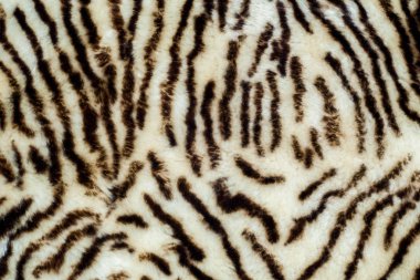 Geçmişi, dokusu. Koyun derisi, kuzu derisi, koyun derisi, kımılda. Bir koyun.