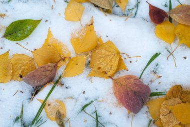 Sonbahar kar bırakıyor. doku. Kar ilk Güz. Sarı huş ağacı yaprakları karda