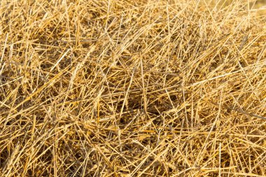 Doku, arka plan. Saman gelen buğday eğimli