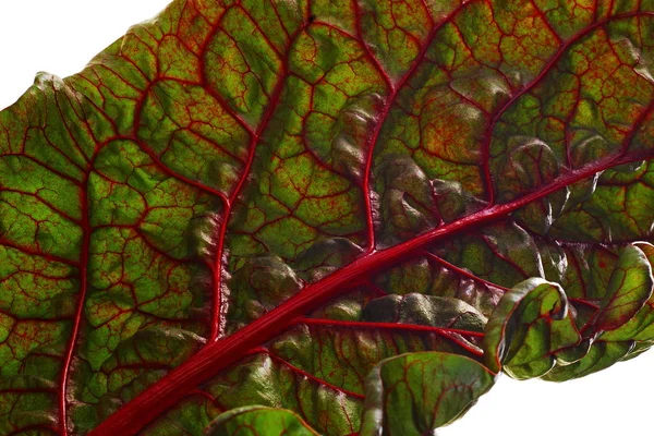 Beet Leaf Texture Leaf Beet Vitamin Pantry Ingredient Salad — Stock Photo, Image