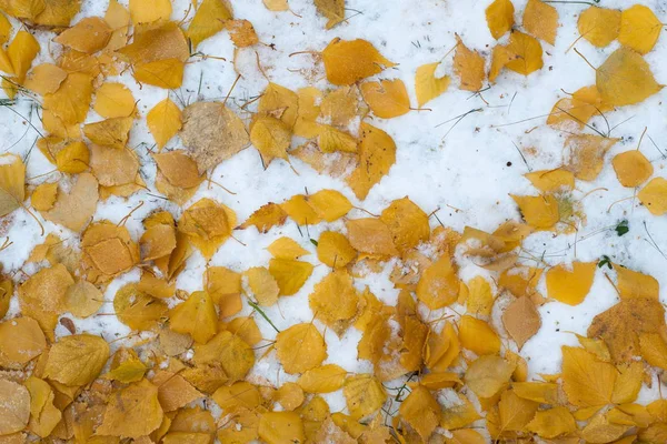 葉秋に雪 テクスチャです 雪の最初の秋 雪の中で黄色の白樺の葉 — ストック写真