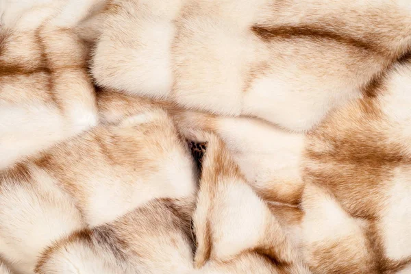 Coat Mink Photography Studio — Stock Photo, Image