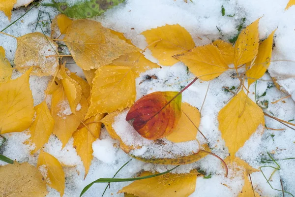 葉秋に雪 テクスチャです 雪の最初の秋 雪の中で黄色の白樺の葉 — ストック写真